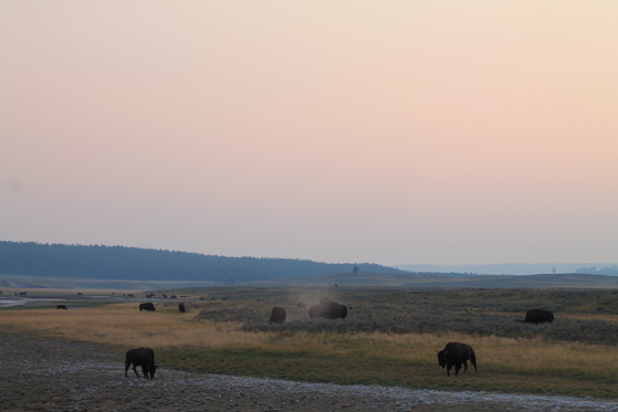 Yellowstone National Park