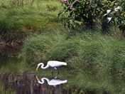 Chincoteague National Wildlife Refuge