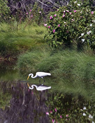 Chincoteague National Wildlife Refuge