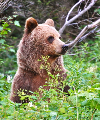 Glacier National Park