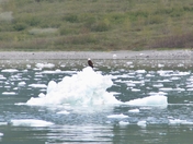Glacier Bay National Park