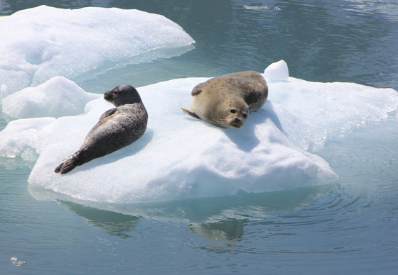 Kenai Fjords National Park