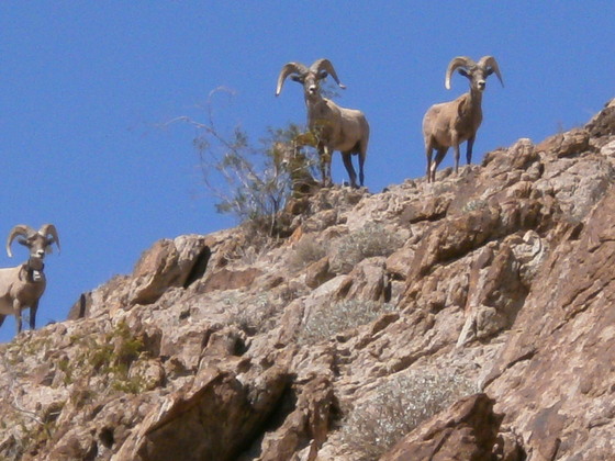 Lake Mead National Recreation Area (Willow Beach)
