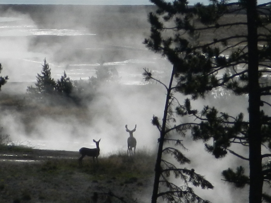 Yellowstone National Park