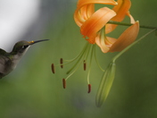 pretty little resident