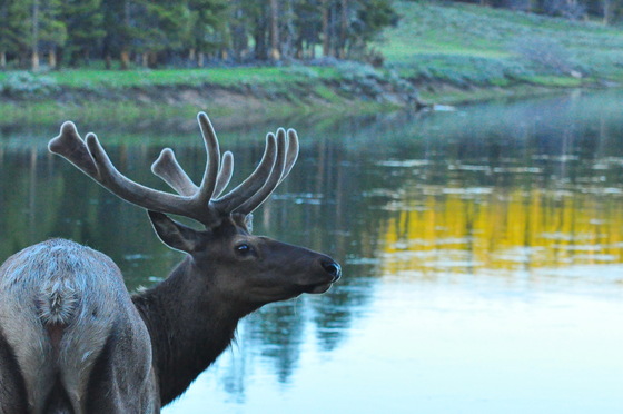 Yellowstone National Park
