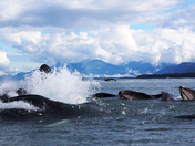 Tongass National Forest, Alaska