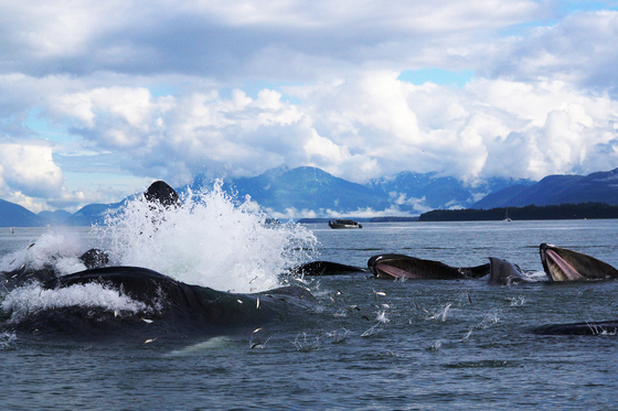 Tongass National Forest, Alaska