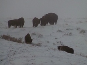 Fort Peck Recreation Area