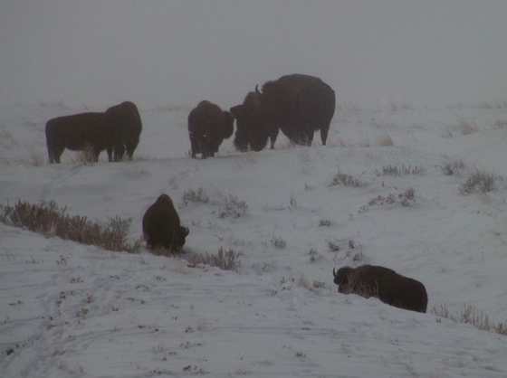Fort Peck Recreation Area