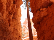 Bryce National Park
