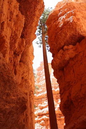 Bryce National Park