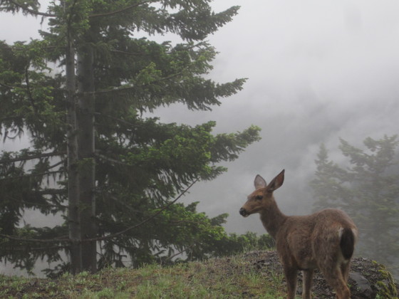 Olympic National Park