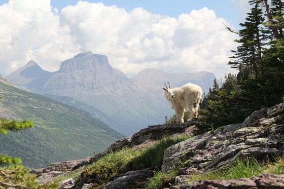 Glacier National Park