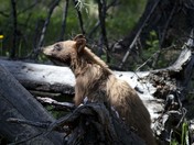 Yellowstone