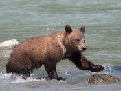 Grizzly cub playing in the river