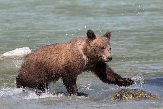 Grizzly cub playing in the river
