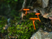Great Smoky Mountains National Park