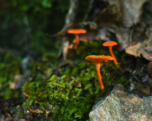 Great Smoky Mountains National Park