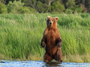 Katmai National Park