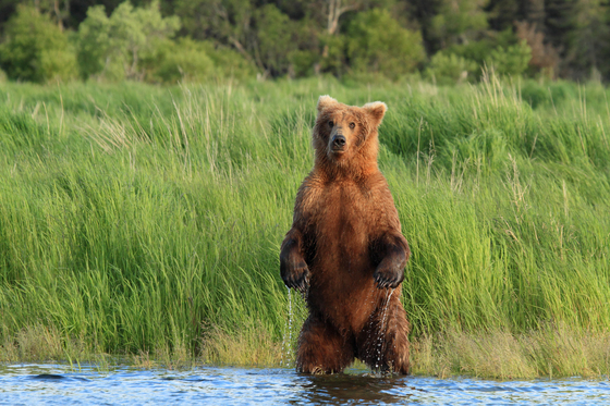 Katmai National Park
