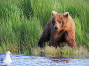 Katmai National Park