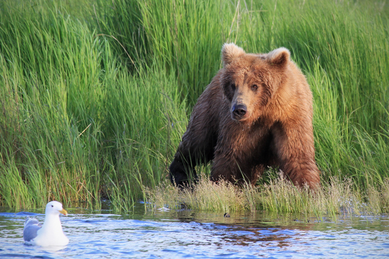 Katmai National Park