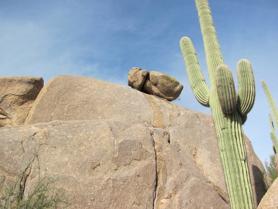 Saguaro NP (West)