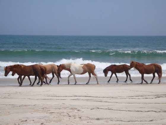 Assateague National Seashore