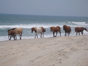 Assateague National Seashore