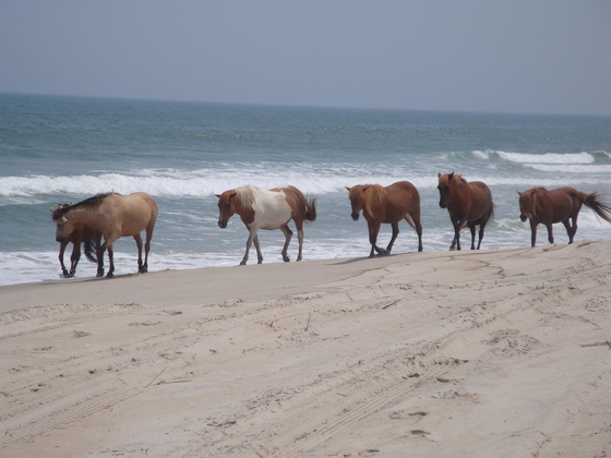 Assateague National Seashore