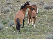 Pryor Mountain HMA