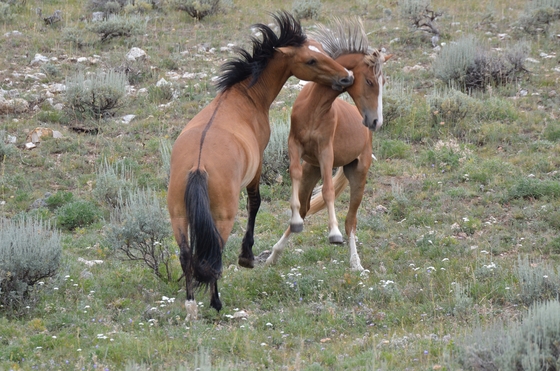 Pryor Mountain HMA