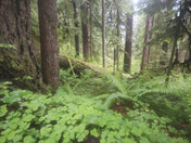 Olympic National Park