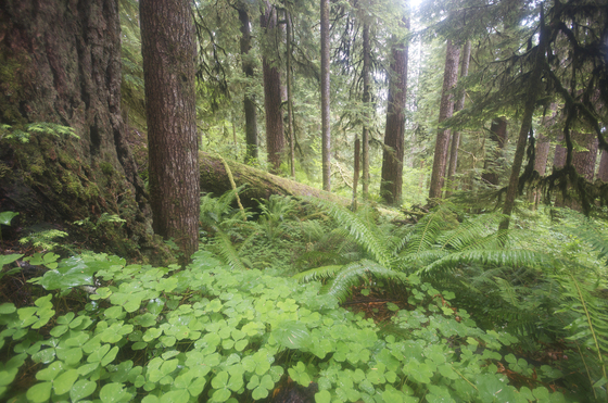 Olympic National Park