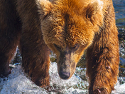 katmai national park