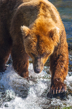 katmai national park