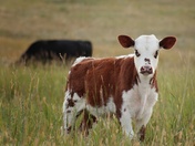 what are you looking at? 