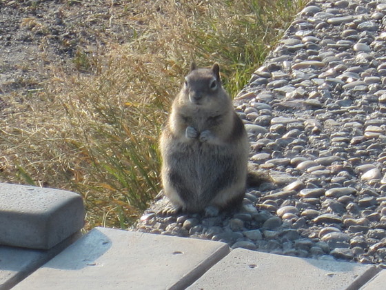 Yellowstone National Park