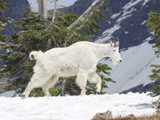 Glacier National Park