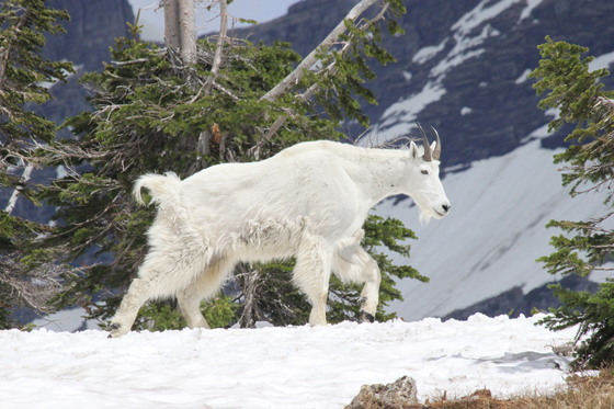 Glacier National Park