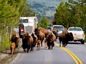 Yellowstone National Park