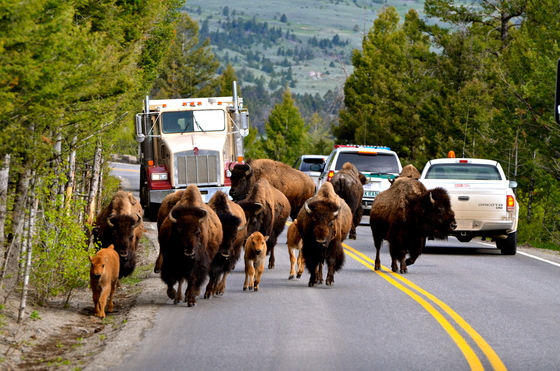 Yellowstone National Park