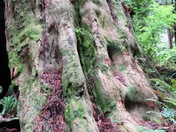 Redwoods National Park