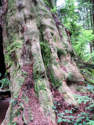 Redwoods National Park