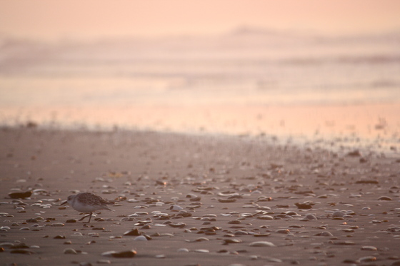 Cape Lookout National Seashore