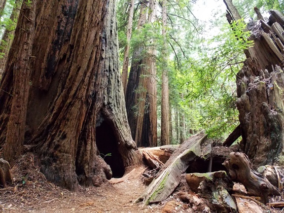 Muir Woods National Monument