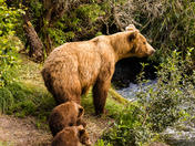 Katmai National Park