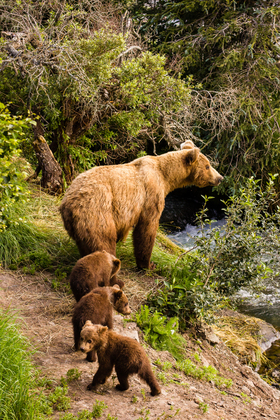 Katmai National Park