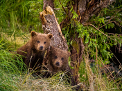 Katmai National Park